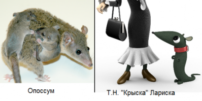 Немецкая овчарка воспитала детеныша опоссума