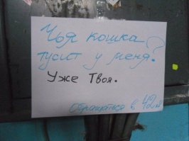 С мордочки этой кошки не сходит улыбка с того дня, как ее забрали из приюта 
