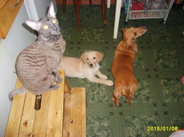 + А меня все время доставали следы носа на боковых стеклах машины...:)
Мои: