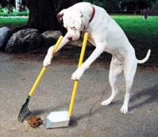 Моя собака после второго предупреждения....