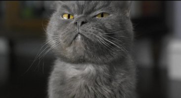 10 животных, которые популярнее, чем звёзды шоу-бизнеса