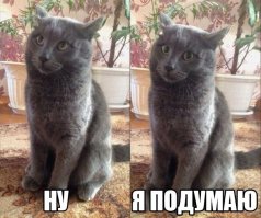 10 животных, которые популярнее, чем звёзды шоу-бизнеса