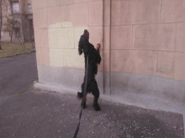 Мой пёс кошек не  любит. Ещё щенком был, ему как- то кошка морду разодрать пыталась. На фото - его дразнит кот в окне первого этажа.