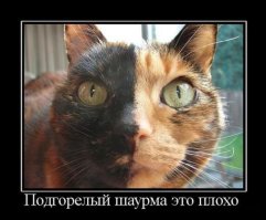 10 животных, которые популярнее, чем звёзды шоу-бизнеса