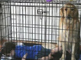 Пёсик в шоке!