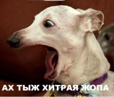 Русские же, тем временем, ужасаясь случившемуся, будут делать вид, что ничего не заметили, или тихо обвинят собаку.