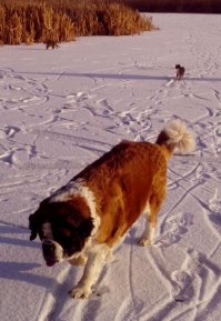 А это наши животины на прогулке - друг от друга не отходят. На переднем плане Варя, сзади Дуська и Сонька.