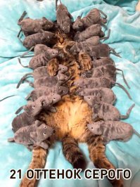 Прикольные картинки