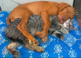 Этот сенбернар наверное самый добрый пёс по отношению к котам