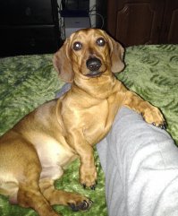 Всё верно, таксы мы такие, да.