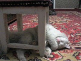 моему Милку нравиться такой дизайн