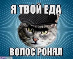 10 животных, которые популярнее, чем звёзды шоу-бизнеса