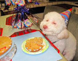 9 примеров того, как меняется жизнь с появлением собаки