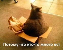 10 животных, которые популярнее, чем звёзды шоу-бизнеса