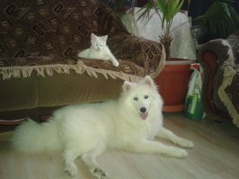 Плюсую за пост! У нас похожая ситуация!:)