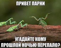 Фотографии самых красивых богомолов