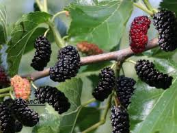 Хех... ну и вишней всем всё понятно, а многие ли тут знакомы с  тутовым  деревом? 
А мы обжирались тутом растущим по всему городу...  Объедение чёрный, белый... ежели конечно не дозревший ни лопать... тады ой... здравствуй милый унитаз...