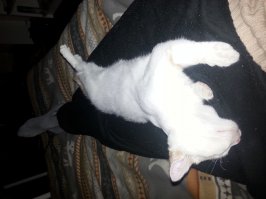 Всегда на ногах засыпает, иногда поросыпаюсь,а он на голове. Мне нравится, в опу учёных...