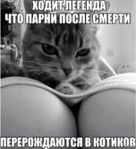 Вот почему коты так любят спать на хозяевах!