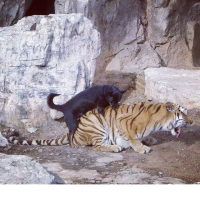 Новый сожитель Амура?