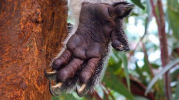 Сначала подумала, что лапа на фото принадлежит какому то крутому хищнику,а оказалось...вполне что это вполне милая зверушка:)