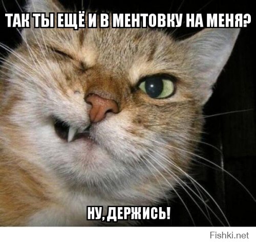 Жительница Новочеркасска предложила соседям подписать «заяву» на кота