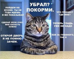 Вот почему коты так любят спать на хозяевах!