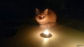 Котика не хватает...