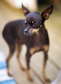 да да, вольер обязательно нужен