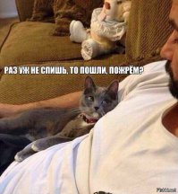 Вот почему коты так любят спать на хозяевах!