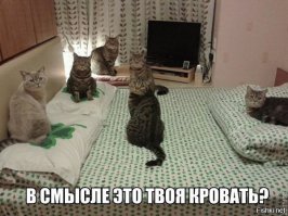 Вот почему коты так любят спать на хозяевах!