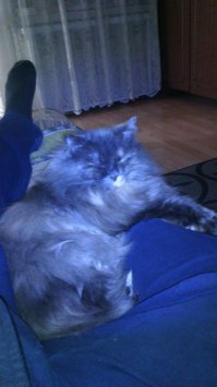 Вот почему коты так любят спать на хозяевах!