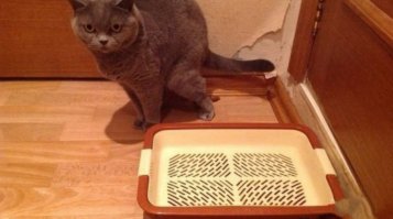 пендаля прям сразу