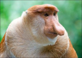 В Воронеже поймали сбежавшего из «Газели» тигра 