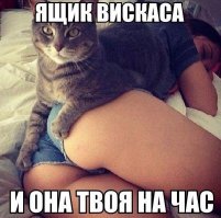 То чувство, когда у кота жизнь лучше твоей