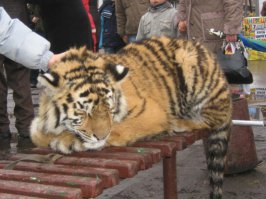 В Воронеже поймали сбежавшего из «Газели» тигра 