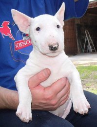 очень красивая собака!!!