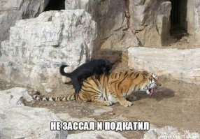 Немного казус фото