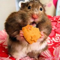 Хомяки они офигенные!!)))))