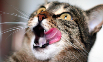 Мясные шарики из говяжьего фарша под сливочным соусом