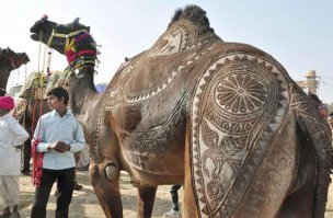 У верблюда крутая стрижка