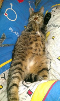 На моего Беляша похож =)