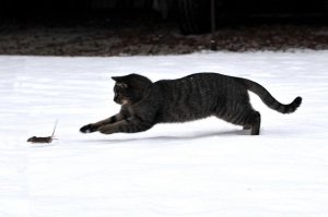 run, Вася, run!
run, Вася, run!