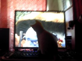 ага вот! включил свои мультики, не дал посмотреть то что физически необходимо