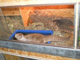 должен разочаровать - та-же хрень только кусает больнее потому что челюсти по сильнее.