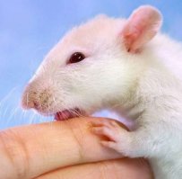 У нас в пионерлагере был такой случай. Одна из девчёнок привезла с собой ручную белую крысу - милейшее создание, очень чистоплотный и вежливый зверь. Я сам видел, как она, получив вкусняшку, обязательно потёрлась носом об руку дающего - говорила спасибо. А жила она в основном за пазухой у хозяйки - циркулировала там, иногда высовывая мордочку  из под воротника.
В конце смены, на торжественной линейке, при раздаче всяких грамот и подарков, барышня была вызвана на трибуну. Что- то ей там подарили, вручили грамоту - она поднимает руку в пионерском салюте - стандартная процедура, вроде "служу Советскому Союзу"...
В этот момент, из рукава поднятой руки появляется любопытная усатая рожа. Старшая пионервожатая оказалась на расстоянии нескольких сантиметров от этой руки.
..................................................................................
Это была самая весёлая пионерская линейка на моей памяти.