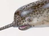 "У нарвала нет нижних зубов, а верхних только два"