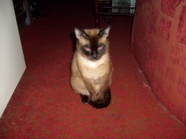 У друга такой всю семью построил. Они его сами боятся.))) А это мой - с рук слезает что бы на шею пересесть)))