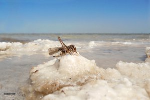 Соль: то, что Вы не знали об этой приправе