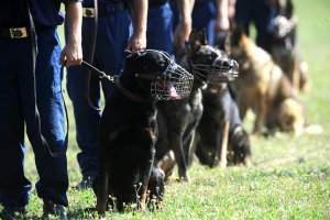 Чёт вы тупой какой-то.
Вы вроде бы как путаете турьму, с уличным двором, где вообще-то не осуждённые ходят, а женщины с детьми, хотя по вашему отношению, эти женщины и дети УЖЕ осуждены вами и несут наказание за любое движение, со стороны вашей бешенной собаки.
Вы психопат и потенциальный убийца.
В туремном заведении никто не будет заботится о наморднике, если даже свободно гуляющие по городу психопаты в виде вас не утруждают себя чтением законов и соблюдением их, то уж в тюрьме охранники тем более будут считать, что их это не касается, хотя в тюрьме может именно покусать при попытке к бегству осуждённых и является целью, чтобы усилить в них страх.
Но, с какого перепуга женщины, дети и врослые люди живущие в городах и сёлах, являются осуждёнными?
Я вот считаю, что не являются, и потому они в праве требовать соблюдение правил, и садить именно таких вот как вы психопатов с собаками, ищущими на кого бы напасть, ограбить, изувечить детей или женщин.
А вот полицейские собакими именно что обучаются работе в наморднике.

Смотри кадры с тренировок полицейских наших собак, балбесик.
А, и вот, почитай


*Собака во время лобовой атаки не травмирует нос
* Намордник для собак, работающих в специальных военных подразделениях, полицейских собак, используется в боевых частях и в работе полиции

Всё, усёк?
Умник форумный.
Тренер, блин, со стажем, ага.
Иди улиток дрессируй, а не собак.